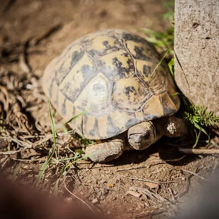 In With Balcony, Air Conditioning, W-lan, Washing Machine Lopar